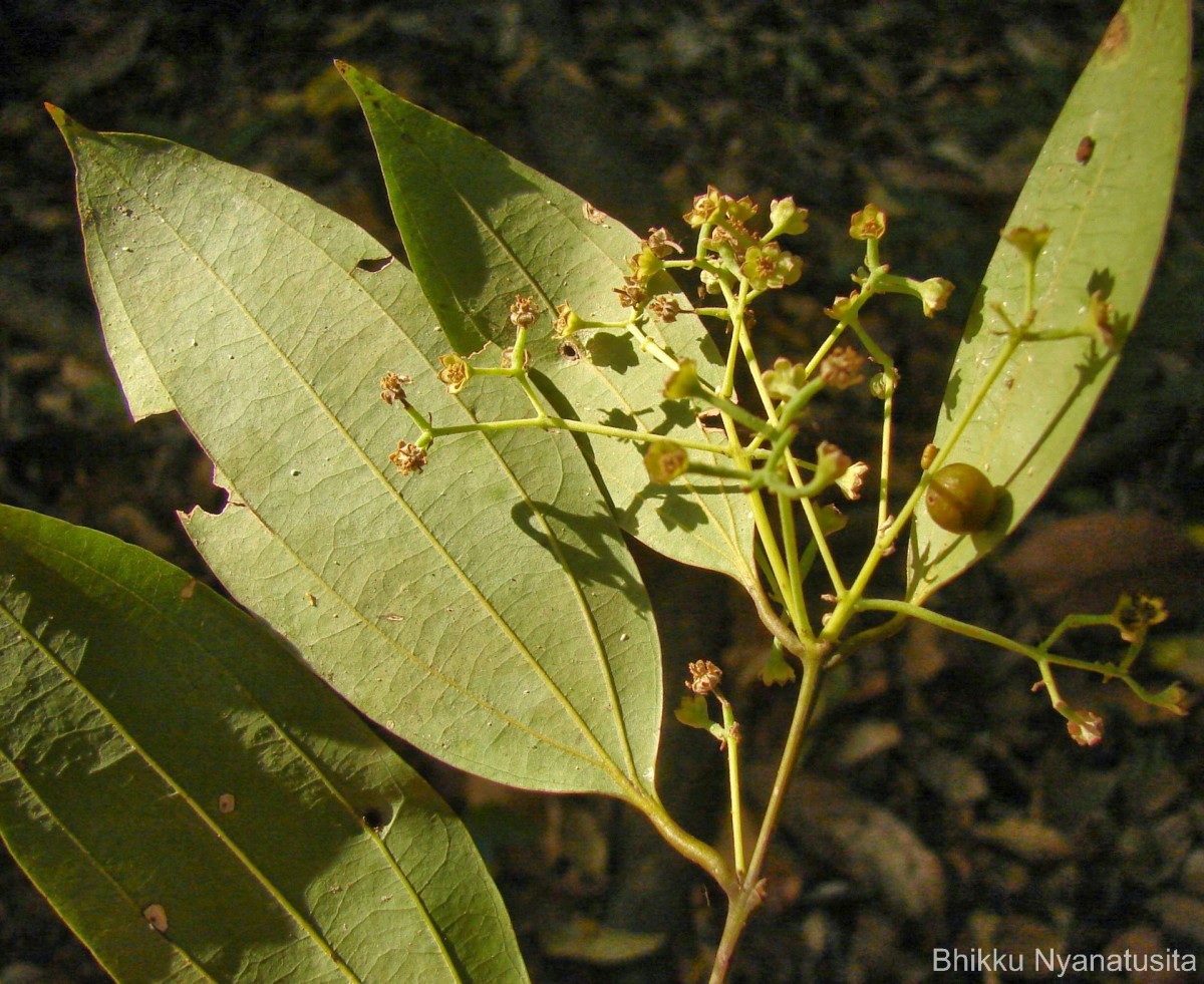 Cinnamomum capparu-coronde Blume